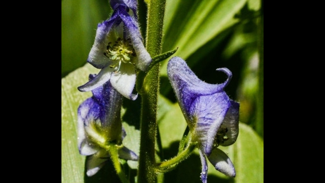Aconitum columbianum, Dardanelles Lake trail Monkshood
