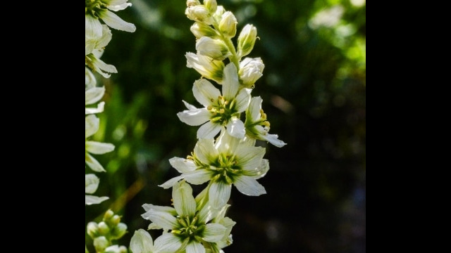 Veratrum californicum var. californicum, Dardanelles Lake trail California corn lily