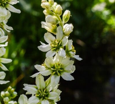 Veratrum californicum var. californicum, Dardanelles Lake trail California corn lily