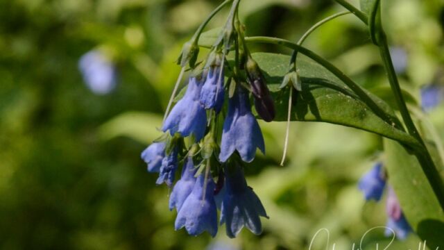 Mertensia ciliata. Big Meadow trail Streamside bluebells