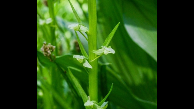 Platanthera sparsiflora Sparse flowered bog orchid