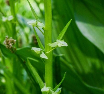 Platanthera sparsiflora Sparse flowered bog orchid