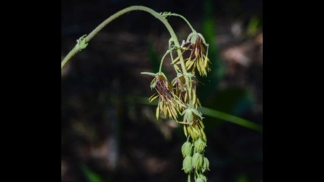 Thalictrum fendleri, Big Meadow trail. Male plant Fendler's meadow rue