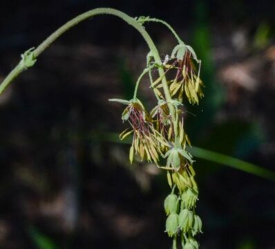Thalictrum fendleri, Big Meadow trail. Male plant Fendler's meadow rue