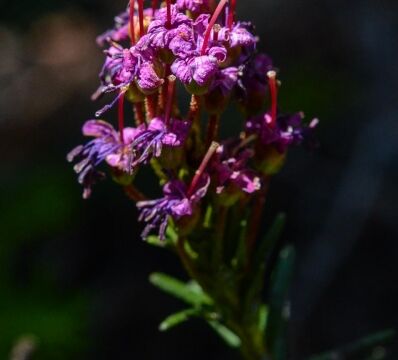 Phyllodoce breweri, Dardanelles Lake trail Brewer's mountain heather