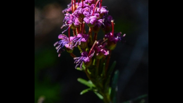 Phyllodoce breweri, Dardanelles Lake trail Brewer's mountain heather