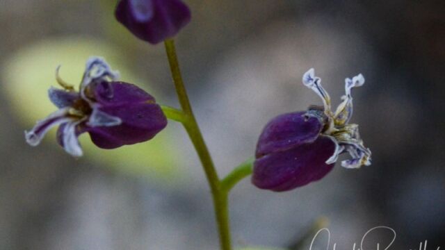Streptanthus tortuosus, Dardanelles Lake trail Mountain jewelflower