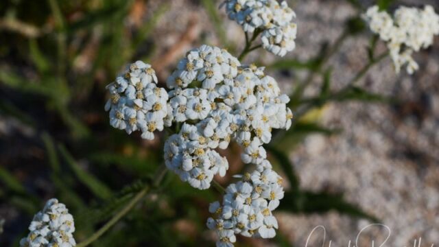 Achillea millefolium Common yarrow