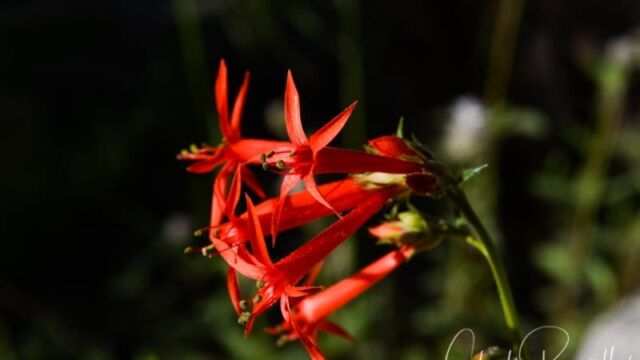 Ipomopsis aggregata, Big Meadow trail Scarlet gilia