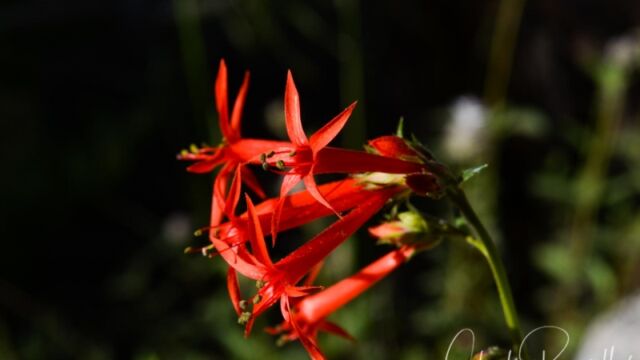 Ipomopsis aggregata, Big Meadow trail Scarlet gilia