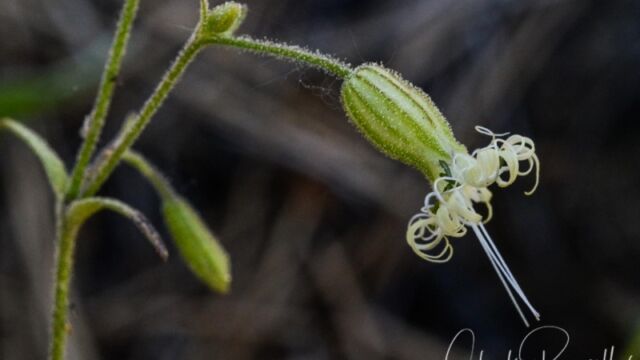 Silene lemmonii Lemmon's catchfly