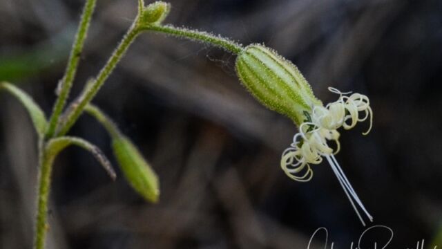 Silene lemmonii Lemmon's catchfly