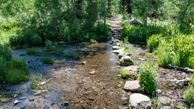 An easy stream crossing, and I found orchids in the "island" midstream, on the right Big Meadow trail towards Dardanelles Lake