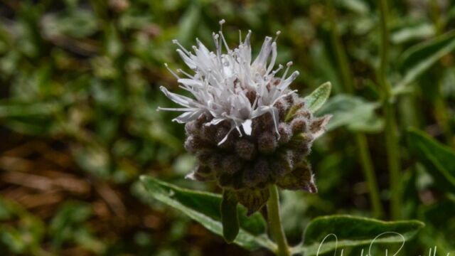 Monardella odoratissima, Big Meadow trail Coyote mint