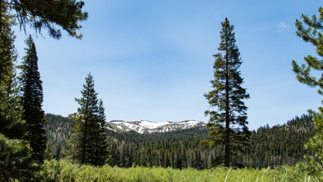 Approaching the willows before the meadow Big Meadow trail