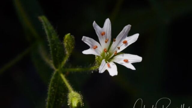 Pseudostellaria jamesiana, Big Meadow trail Tuber starwort
