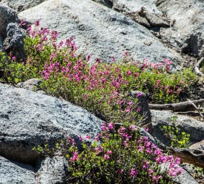 Penstemon newberryi, Dardanelles Lake Mountain pride