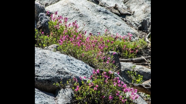 Penstemon newberryi, Dardanelles Lake Mountain pride
