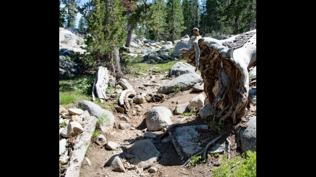 The final climb up to Dardanneles Lake was a big rough, but not for long Big Meadow trail towards Dardanelles Lake