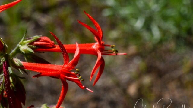 Ipomopsis aggregata, Big Meadow trail Scarlet gilia