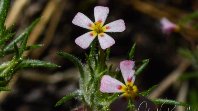 Leptosiphon ciliatus, Big Meadow trail Whiskerbrush