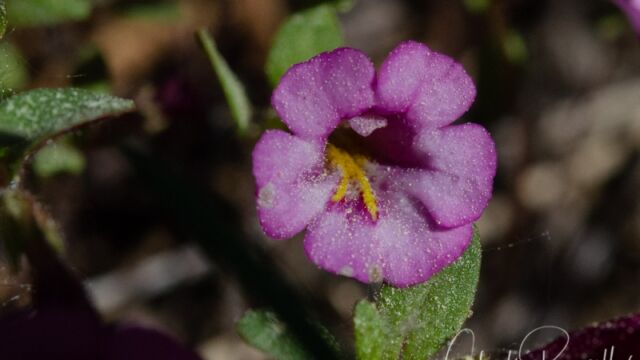 Erythranthe breweri Brewer's monkeyflower