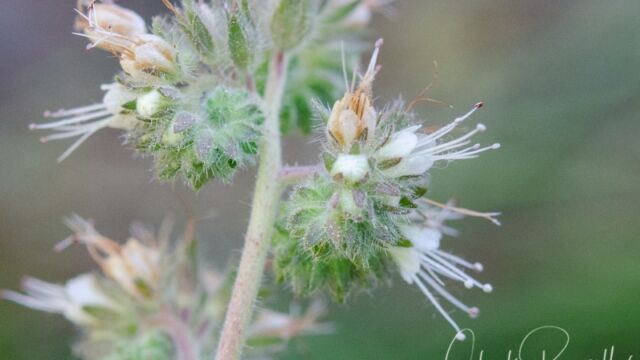 Phacelia hastata Mountain phacelia