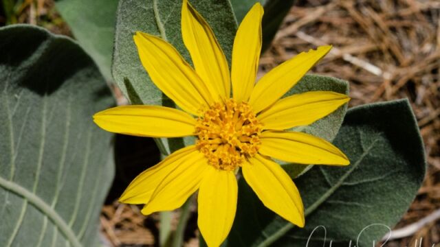 Wyethia mollis Woolly mule ears