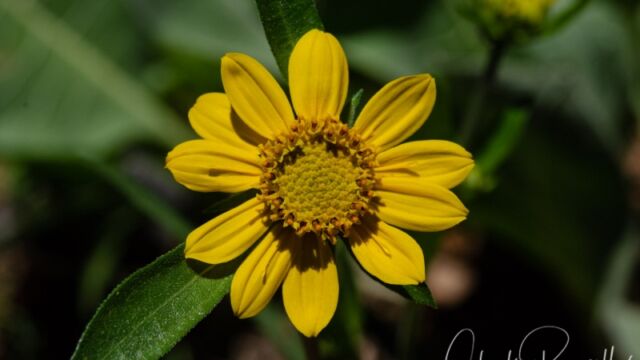 Helianthella californica California helianthella