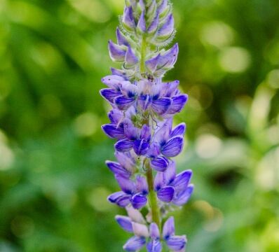 Lupinus polyphyllus var. burkei Large leaved lupine