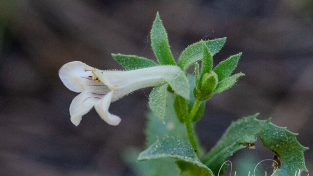 Penstemon deustus Rock penstemon