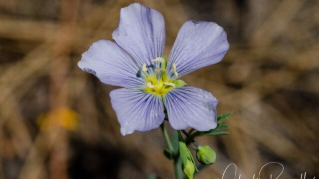 Linum lewisii var. lewisii Lewis' flax