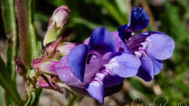 Penstemon speciosus Royal penstemon