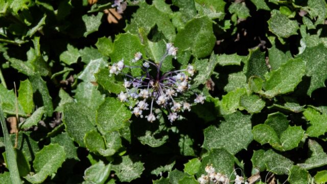 Ceanothus prostratus Mahala mats