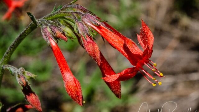 Ipomopsis aggregata Scarlet gilia