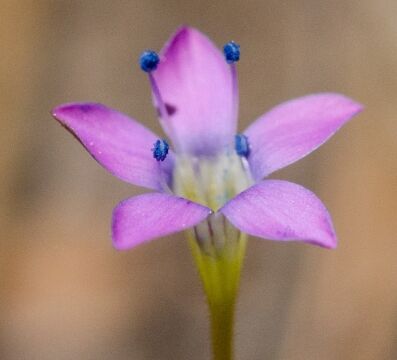 Navarretia leptalea ssp. bicolor Bridges' gilia
