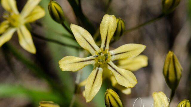 Triteleia ixioides ssp. anilina Mountain pretty face