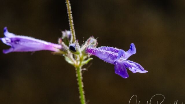 Penstemon gracilentus Slender penstemon