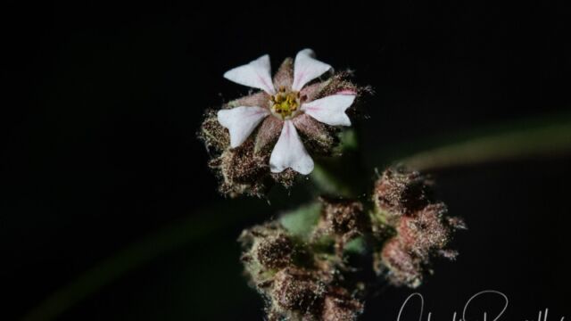 Horkelia fusca var. parviflora Tawny horkelia