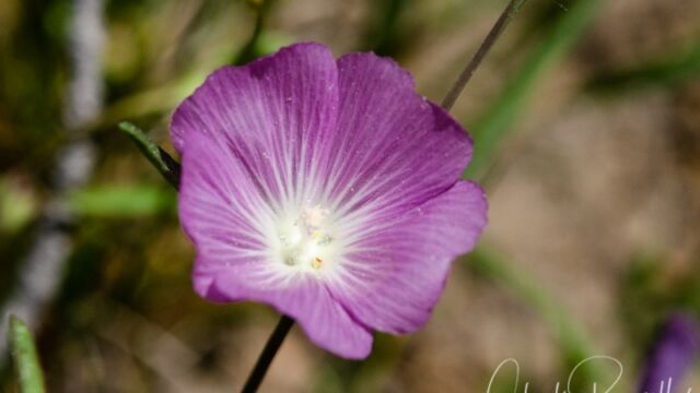 Sidalcea glaucescens (S. oregana has dense clusters of flowers) Waxy checkerbloom