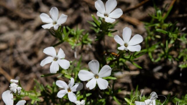 Phlox diffusa Spreading phlox