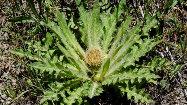 aka Meadow thistle. Cirsium scariosum Elk thistle