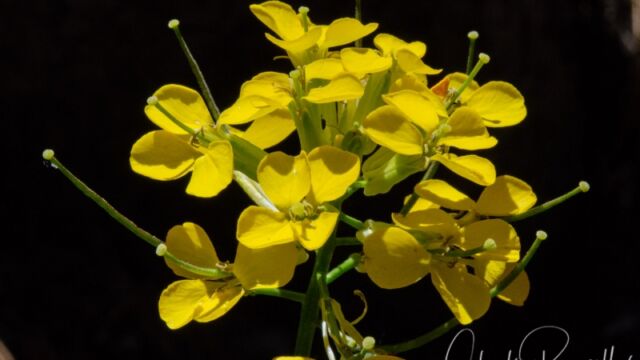 Erysimum capitatum (could be E. perenne, but need fruit to tell) Western wallflower