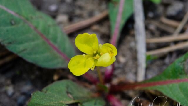 Taraxia subacaulis, a bit beat up because it was in the middle of the road Long leaved suncup