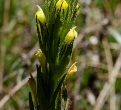 Castilleja tenuis Hairy owl's clover