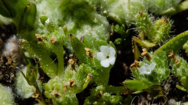 Popcornflower nestled in the wooly marbles in the vernal pool. Not mature enough to tell which species, but most likely Plagiobothrys hispidulus. Flowers are very, very small Harsh Popcornflower