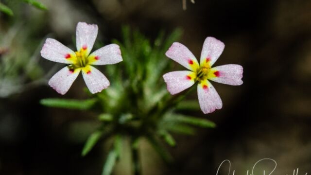 Leptosiphon ciliatus Whiskerbrush