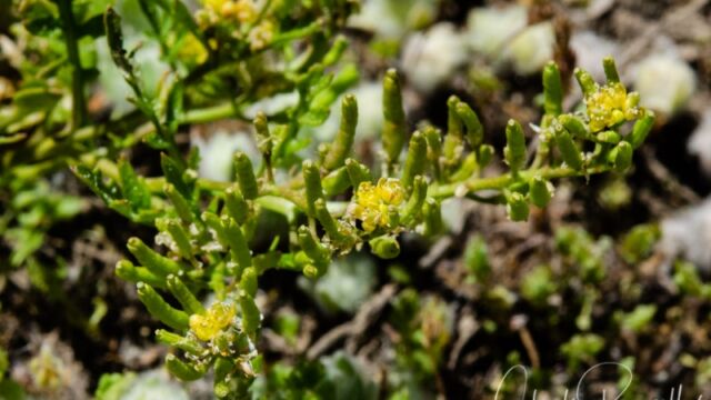 Probably Rorippa curvipes. Found in vernal pool Bluntleaf yellow cress