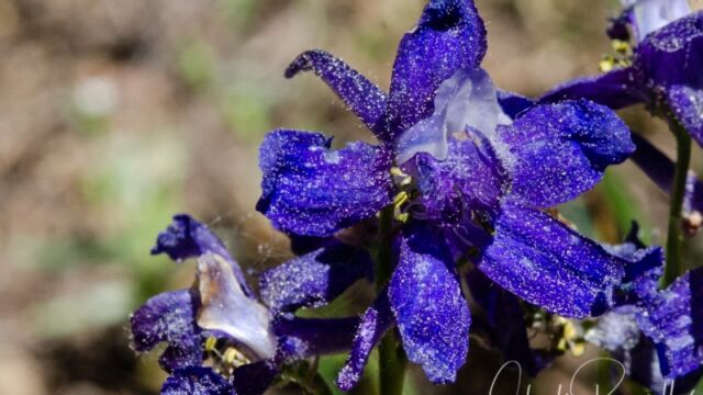 I suspect that this is Meadow larkspur, Delphinium nuttallianum, but I can't be sure Delphinium spp.