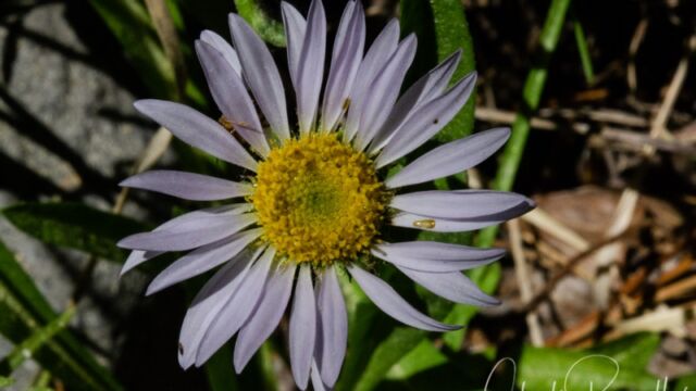 Erigeron glacialis (possibly) Wandering fleabane